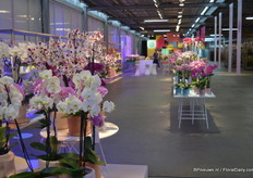 At Sion the new varieties - which have names all ending on -ion - were presented elegantly