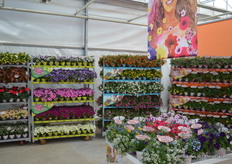 Plants in te 'Confetti Garden' concept