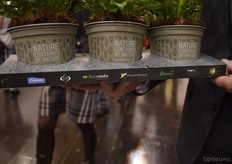 Together with Benefits of Nature, Chrysal, Floramedia, Flowewatch, Grinzz,Imagro and VDE Plant, Desch Plantpak made a display for the retail and consumers at home. Three plants can be put on this display. The biodegradable products of Desch Plantpak are standing on a irrigation mat. In this way, the consumers do not have to water their plants that often.