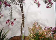 The unnamed variety if Nir. Asaf braid the stem by himself.