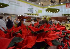 Poinsettias of Syngenta.