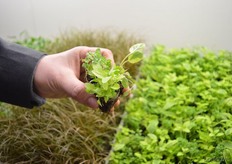 Volmary delivers the trio plugs to growers all in one, so instead of three seperate plugs, the grower only has to plant one.