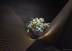 Denis-Plants shows their new unnamed hellebore in a special way.