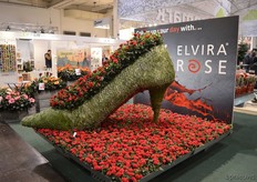 The roses of Elvira rose.