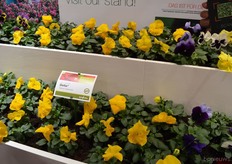 The Delta serie is one of the most uniform series of viola's in the market, says Alexander Ern.