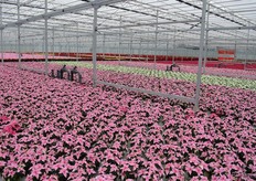 And although red is still the dominant color, he also tries to stand our with other colors