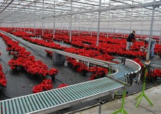 Plants for Tesco. The British want their plants mature and tall, so the heating was cranked up in this department. The plants' color might fade a bit, but that's a comprise the British consumers is willing to make, it seems.