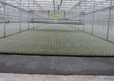 A bit further, the bedding plants are already placed (violets, primulas and more).