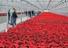 A bed of poinsettias that is being trialed.