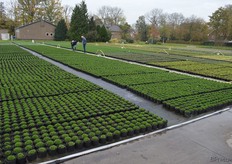 Outdoor plants at the Baas nursery