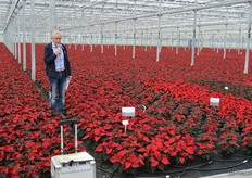 Jan Hoogstrate of Horticoop talks about the parasitic wasp with which Baas combats whitefly