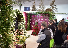 New this year at the David Austin booth is the presentation of their cut roses; the David Austin Wedding & Event Roses.