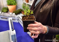 This is how the clematis of The Guernsey Clematis Nursery are shipped out to wholesale growers all over the world.