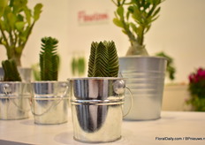 The Crassula 'Buddha's Temple'of Fleurizon.