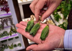 The way Fleurizon delivers the Crassula 'Buddha's Temple'.