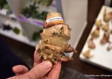 Fleurizon just started supplying ginger varieties.