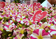 The Amore petunias of Danziger.