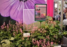 Pink Revolution of Vitroflora.
