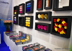 The preserved varieties of BellaRosa en RoseConnection.