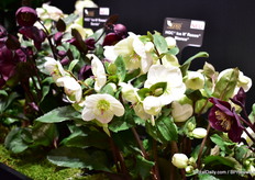 One of the new hellebore varieiteies of Heuger.