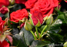 The sidebuds of the new Q-iRose Tanja of Elvira Rose. These sidebuds enables the plant to continue flowering.