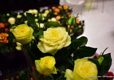 Lemon Grass, a new yellow variety in the Infinity line of Roses Forever.