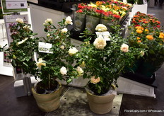 The scented garden roses of Roses Forever; left: Inger's Rose  and Royal Diva on the right.