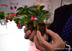 The new Sundaville dipladenia propagated by Padana.