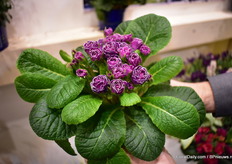 The Primula hybride Belarina 'Candy Frost' of Kientzler won novelty award in the  Spring Bloomer category. Winter-hardy, long-lasting bloomers, attractive flowers. The 'Candy Frost' adds a particularly high-quality variety to the primrose range. The flowers are two-coloured, full and do not open completely. The long pile in spring promises a really long sales period. The 'Candy Frost' is versatile but can also be used solo in combination planting arrangements. It radiates nostalgia and romance and may be the ideal gift for the next Valentine's Day.""
