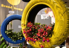 The fuchsias of Brandkamp presented in a special way.