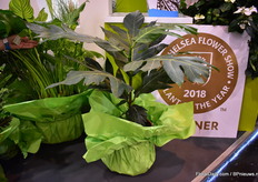 Ulu out of the sleeve. The plant will get taller and will get larger leaves. Besised, the plant is easy to take care for, says Aline Andreas of Cultivaris.