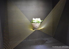 The new hellebore variety of Denis-Plants; Diego Ice.