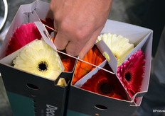 The ‘interior’ can easily be taken out, after which the florist has a bouquet without any further trouble. During transport, the flowers are well protected for any physical damage