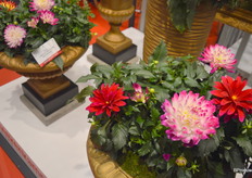 A beautiful dahlia, the Labella Maggiore Rose Bicolour