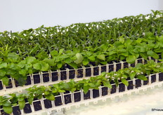 Also new at the show as the introduction of Autostix, an innovative strip to transport young plants and then to simply pot them automatically.