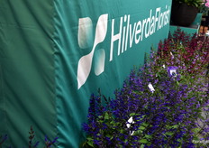 What a beautiful color line of Salvia's. This is the Salgoon serie.