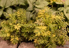 This is the new Polemonium called Golden Feathers brings a sunny color into the shade.