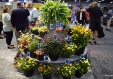 A lovely cake of all new varieties, Aris Horticulture