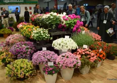 So colorful, the flowers at the Griffin booth