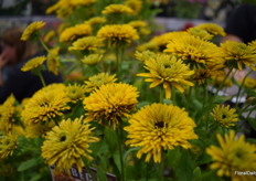 Rudbeckia Lions Cob is one of the favorites during the show at the Terra Nova booth. Annual-fast finish, unique pom pom flowers, multi-level flowering. This means long-term flowers and looking good for end of the summer harvest season sales.