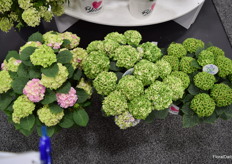 Hydrangea Bloom Champion: A new line of Hydrangea produced by Creekside Greenhouses. The Vibrant Verde has a very long shelf life with blooms that transition beautifully for many months.