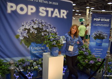 The Pop Star hydrangea from Bailey Nurseries is very compact and full of flowers and will be available from next year.