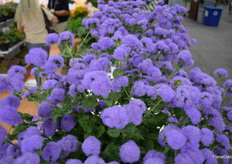 Ageratum Parc Majorelle by Kientzler