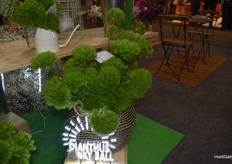 From the ones who brought the Green Ball, comes the Punky Ball. Full of textures, disheveled and darker green. Ball SB