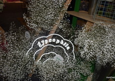 Polar Bear Gyp.Extremely white and productive. Ball SB