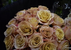 Alexandra farms new variety Symbol