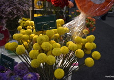 Danziger's Paintball Jumbo is special because of it's bigger flowers.