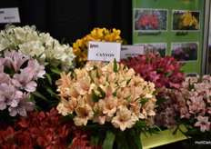 Canyon a new pure peach was generating a lot of attention from growers and retail / supermarket. They love the new cologne to the vast assortment.