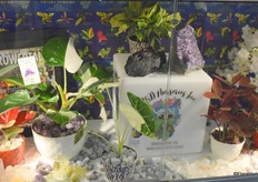 Foliage by R&D Nurseries 