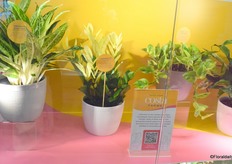 Costa Farms' collection of rare, trendy and unique houseplants, hand-selected by their Plant Hunters. 